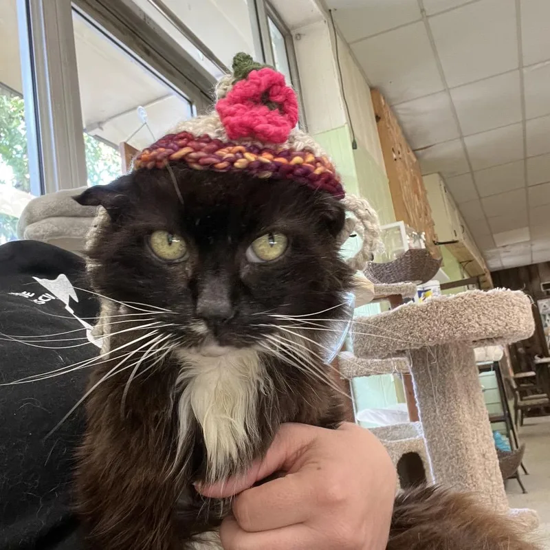 A senior medium-sized male Black Domestic Medium Hair cat named Nathan for adoption in Mount Juliet, TN