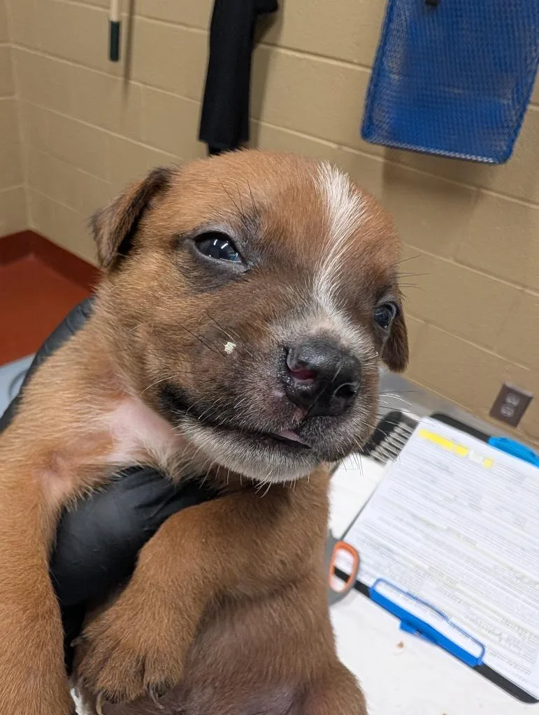 A baby medium-sized male Mixed Breed dog named Honeybee for adoption in Douglasville, GA