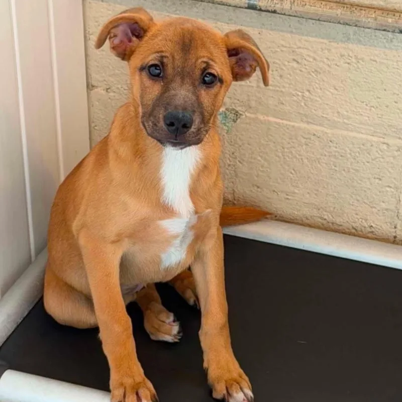 A baby medium-sized female Mixed Breed dog named Kenzie for adoption in Columbia, MD