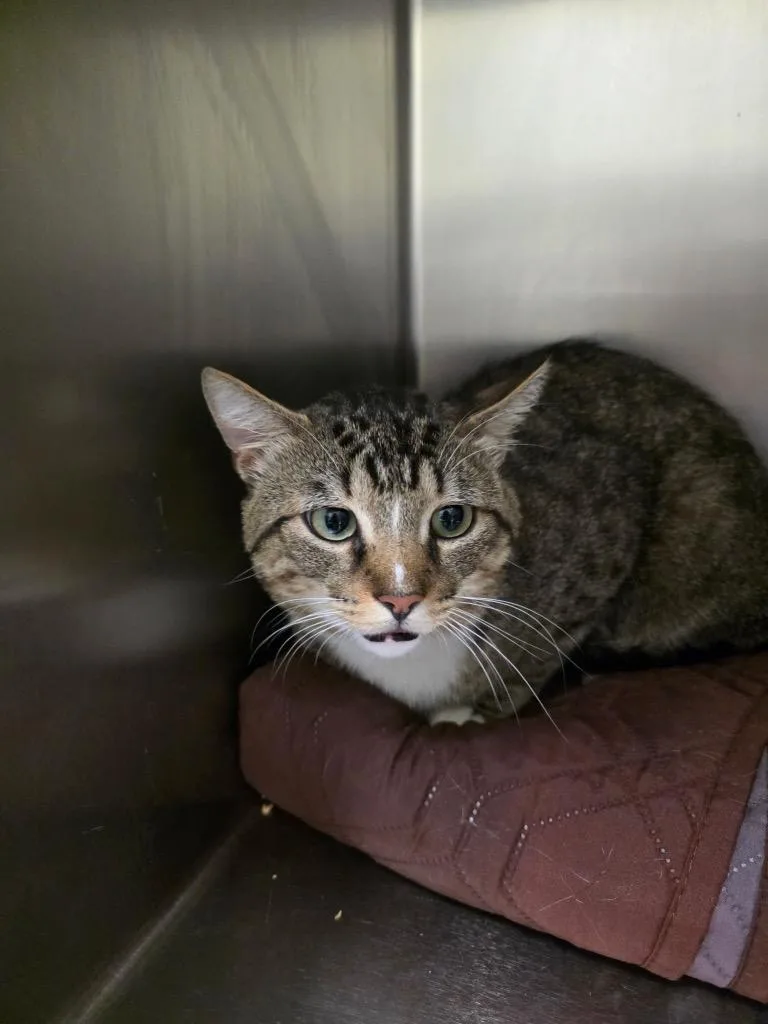 A young medium-sized male Domestic Short Hair cat named Donster for adoption in Meriden, CT