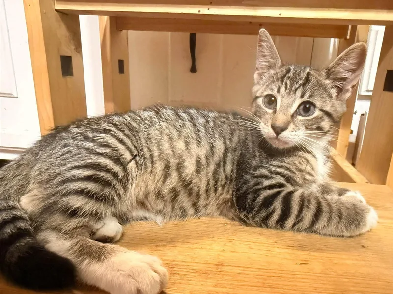 A baby medium-sized female Tabby (Gray / Blue / Silver) Domestic Short Hair cat named Pandy for adoption in Rumford, ME