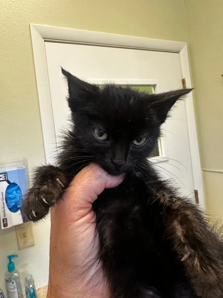 A baby small-sized male Domestic Short Hair cat named Apollo for adoption in Neosho, MO