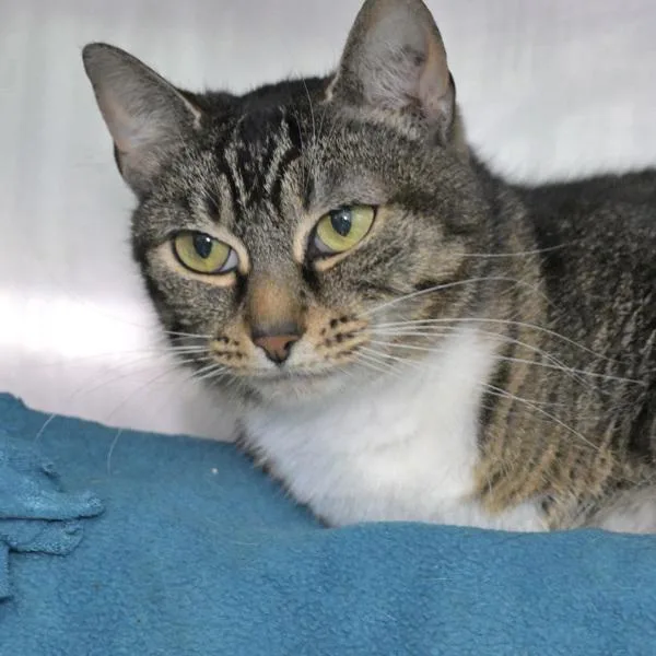 An adult small-sized female Domestic Short Hair cat named Barbara for adoption in Austin, TX