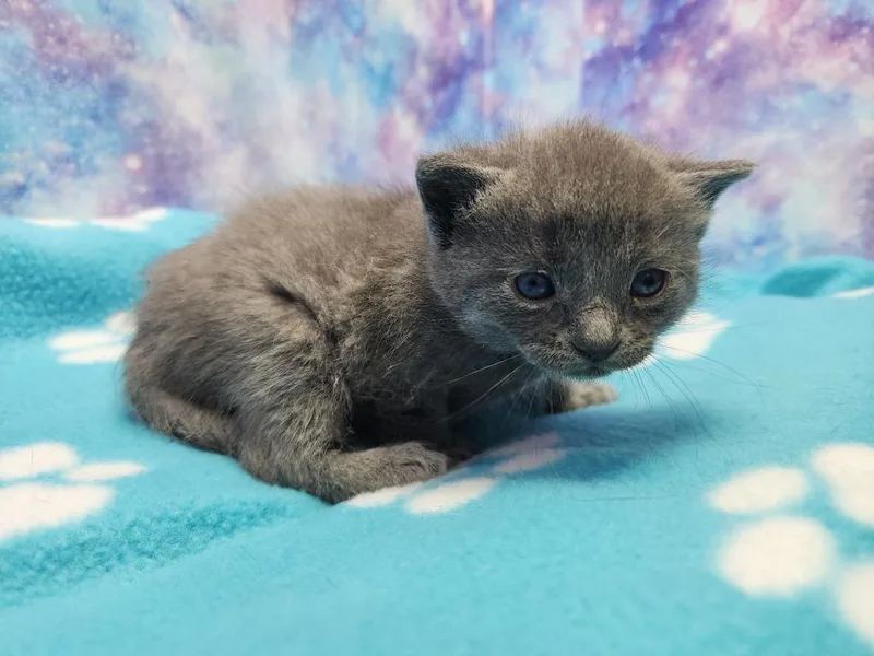 A baby small-sized female Domestic Short Hair cat named Freya for adoption in Washington Court House, OH