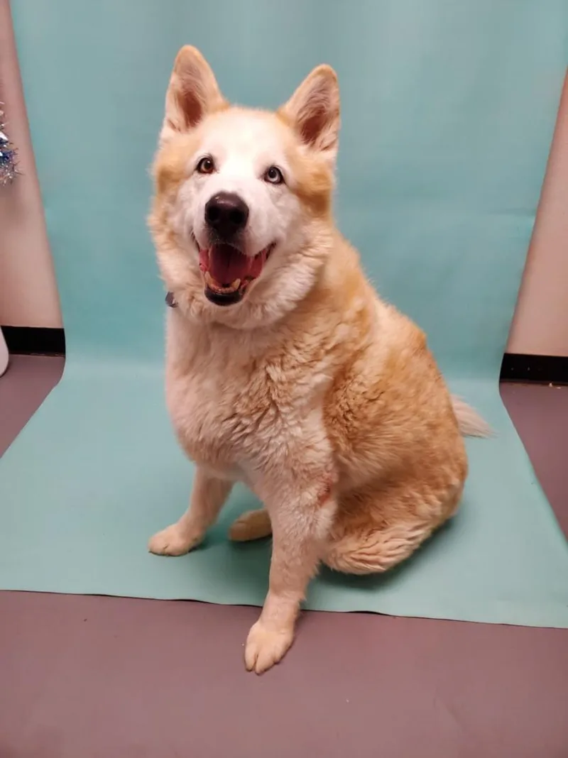 An adult extra large-sized male Alaskan Malamute dog named Mister for adoption in Loveland, CO