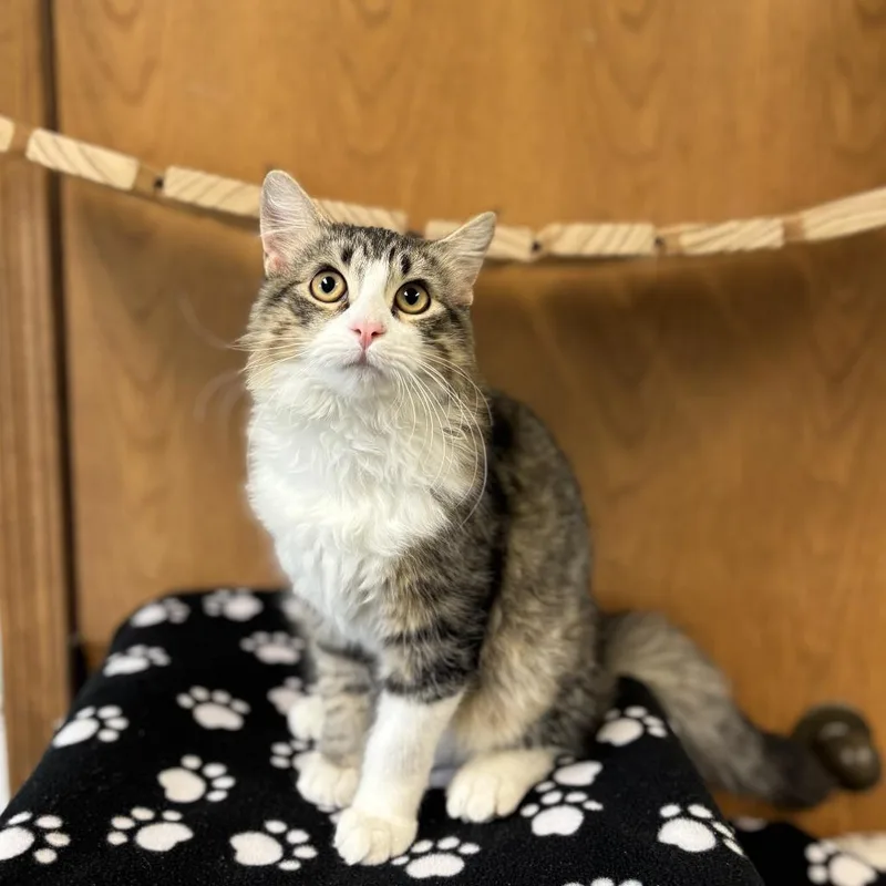 A young small-sized male Domestic Medium Hair cat named Yippee for adoption in Fargo, ND