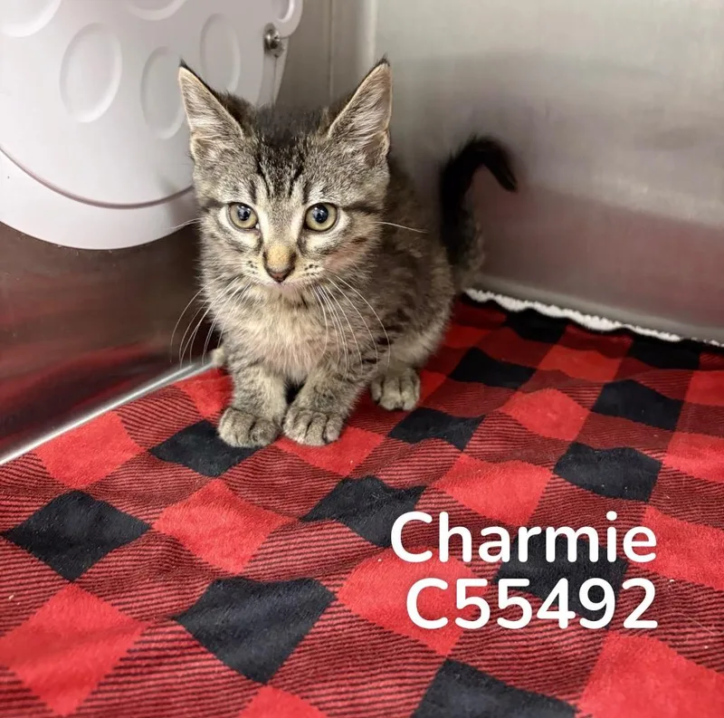 A baby medium-sized female Domestic Medium Hair cat named Charmie for adoption in Clarksville, TN