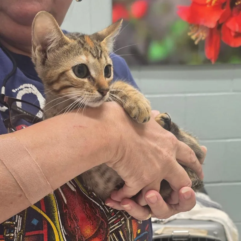 A baby small-sized female Brown / Chocolate Domestic Short Hair cat named Maple for adoption in Jacksonville, FL