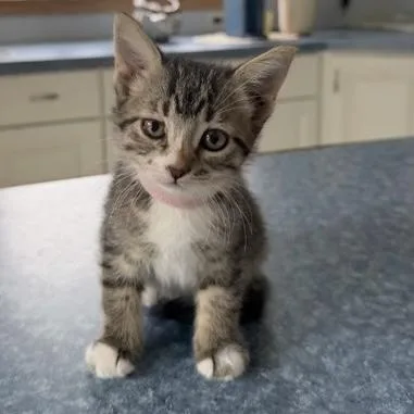 A baby small-sized female Tabby (Brown / Chocolate) Domestic Short Hair cat named Holly for adoption in Rochester, MN