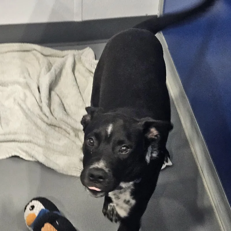 A baby medium-sized male Black Australian Cattle Dog / Blue Heeler dog named Earl for adoption in Kalamazoo, MI