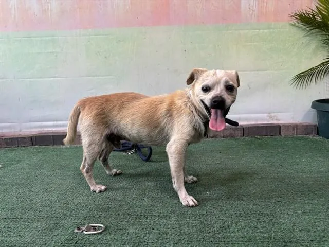 An adult medium-sized male Terrier dog named Toby for adoption in Baldwin Park, CA