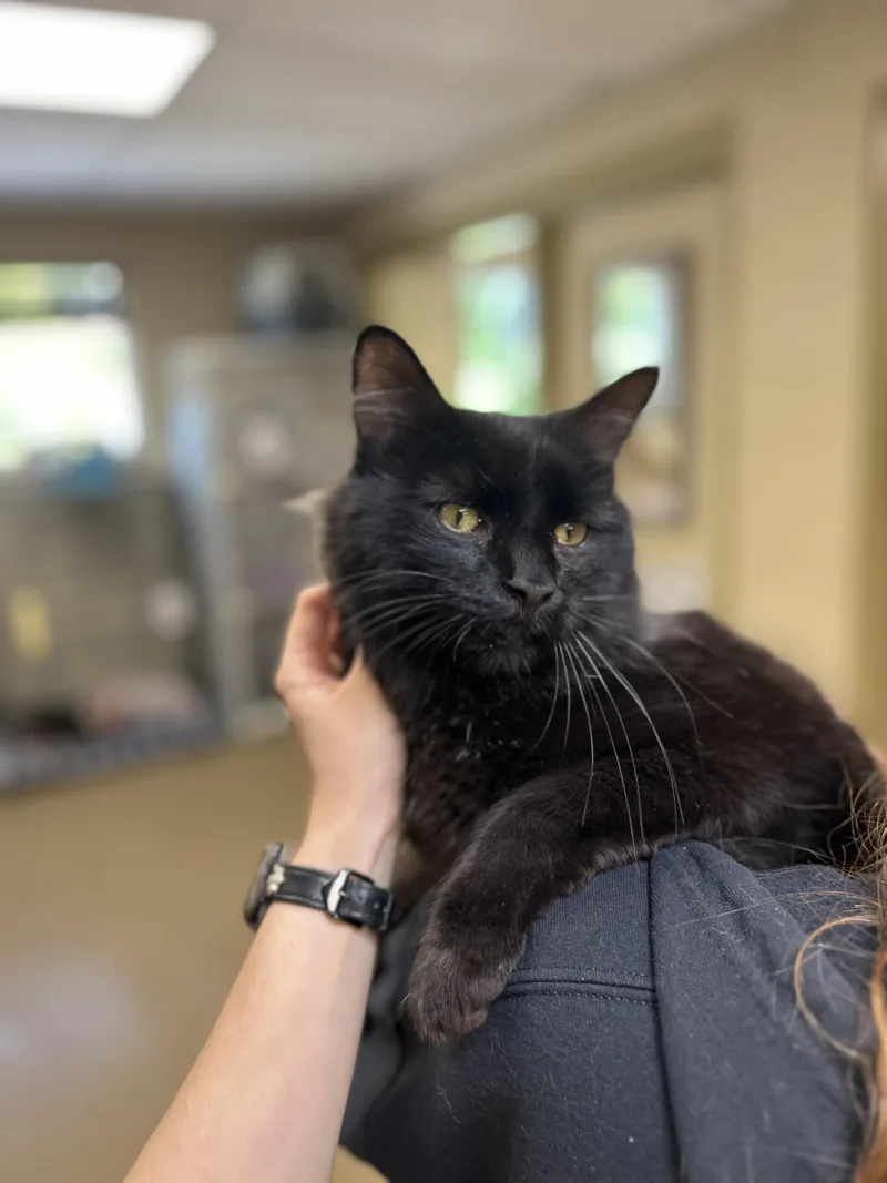 An adult medium-sized male Black Domestic Long Hair cat named Dracula for adoption in Myerstown, PA