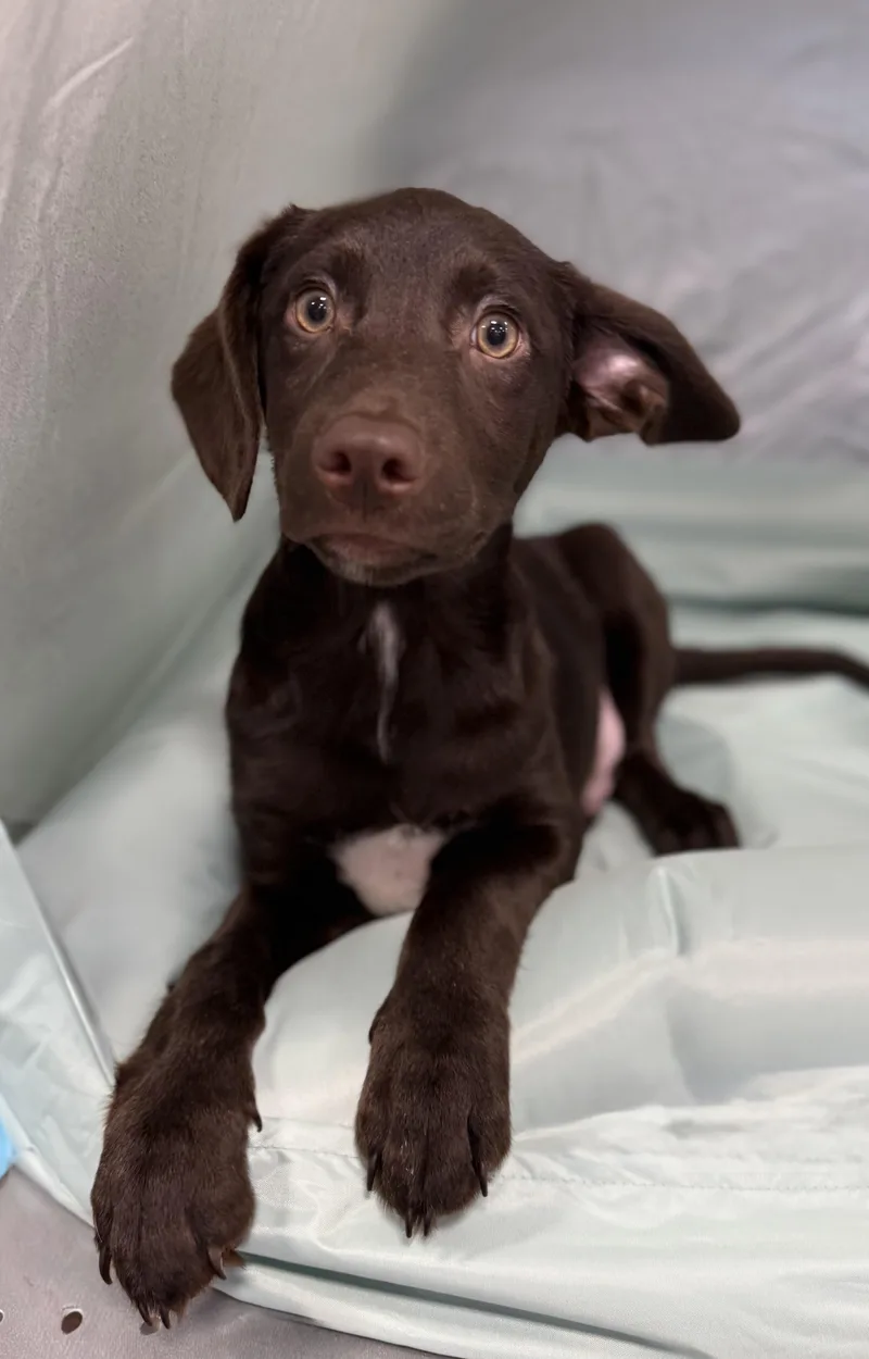 A young medium-sized male Brown / Chocolate Chocolate Labrador Retriever dog named Lennon for adoption in Baton Rouge, LA