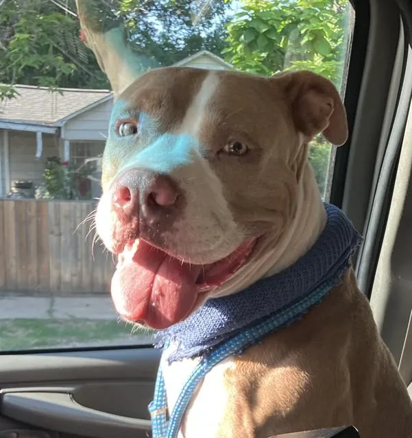 An adult medium-sized male Mixed Breed dog named Henry for adoption in Dallas, TX