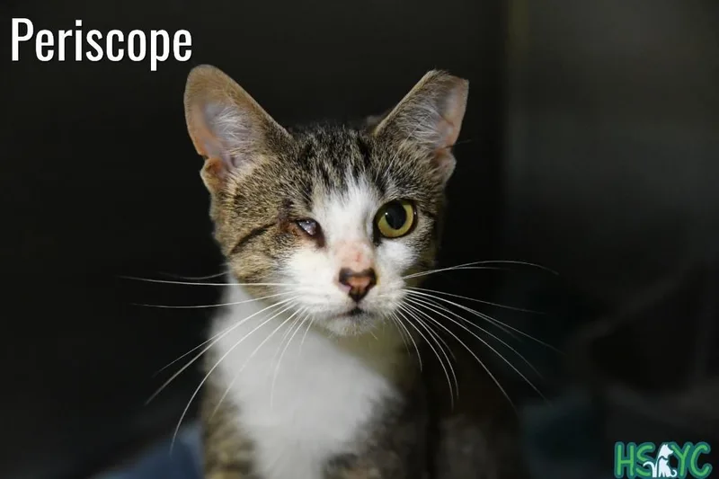 A baby medium-sized female Domestic Short Hair cat named Periscope for adoption in Fort Mill, SC