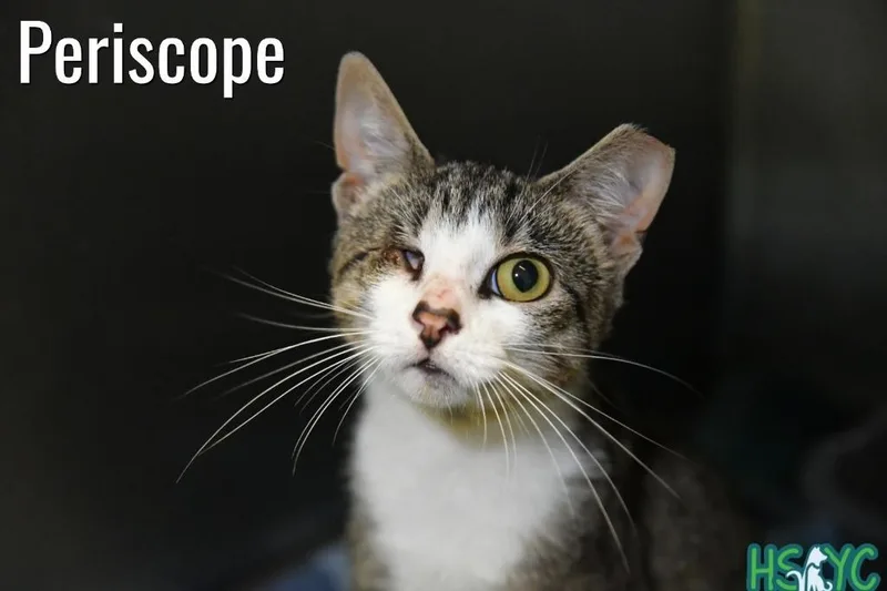 Periscope thumbnail 2