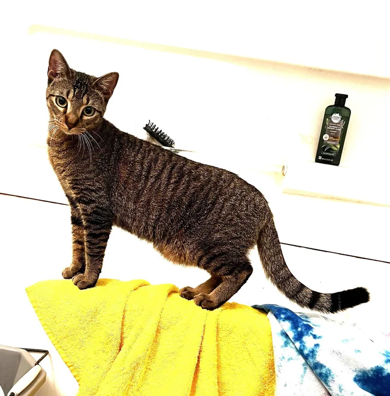 Dumpling & Dim Sum thumbnail 3