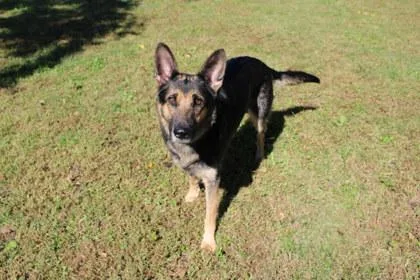 An adult large-sized female German Shepherd Dog dog named Layla for adoption in Kansas City, MO