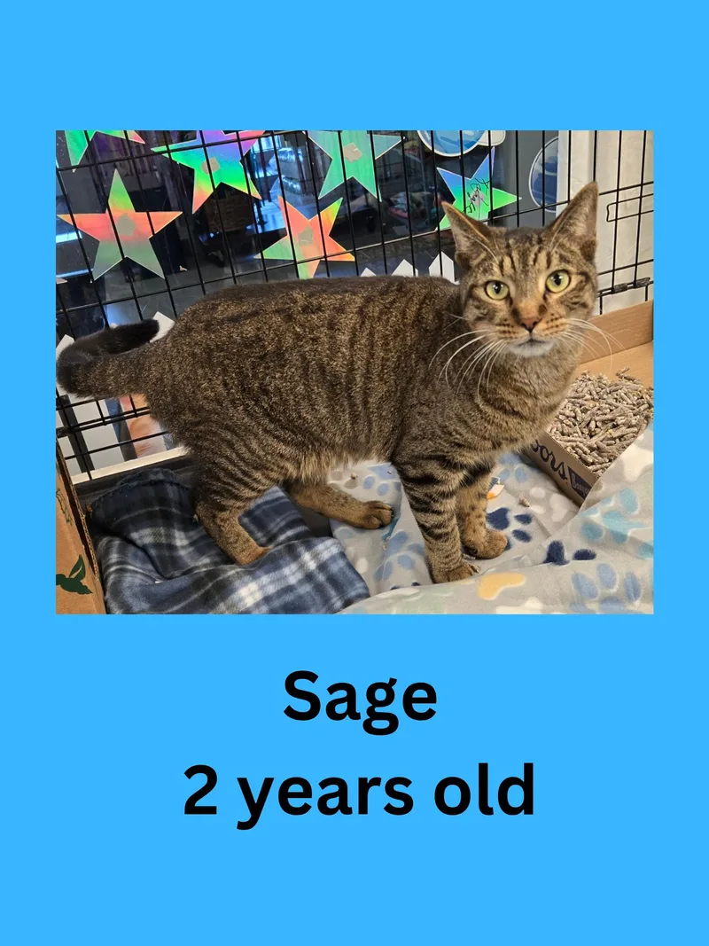 Sage