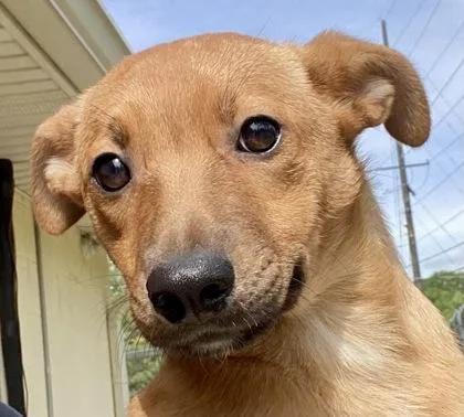 A young medium-sized female Yellow / Tan / Blond / Fawn Shepherd dog named Bambi for adoption in Glasgow, KY