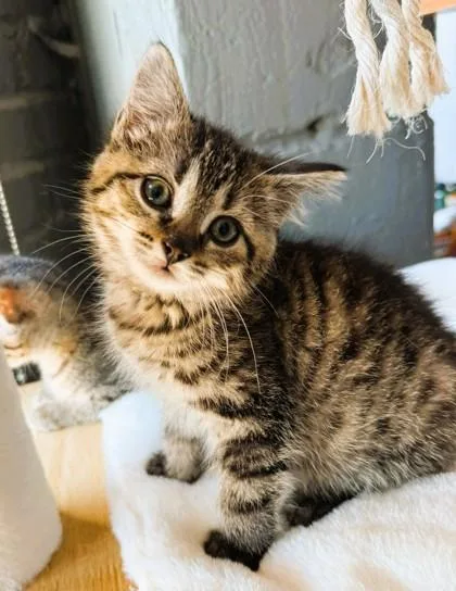 A baby small-sized female Brown / Chocolate Domestic Short Hair cat named Dahlia for adoption in Kansas City, MO