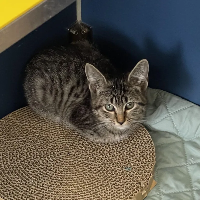 A baby small-sized female Gray / Blue / Silver Domestic Short Hair cat named Windy for adoption in Tulsa, OK