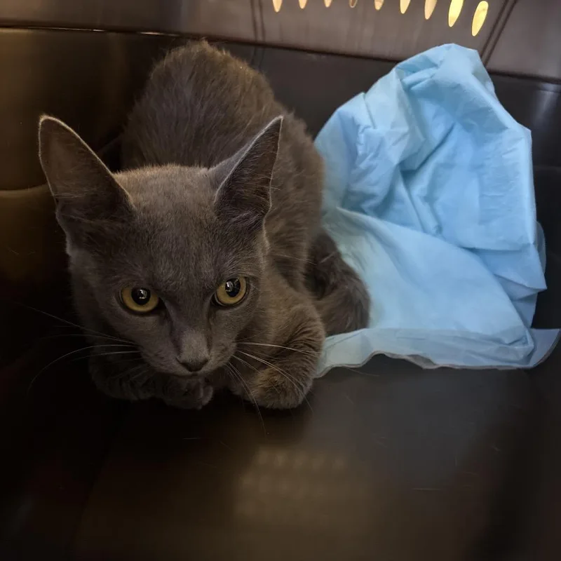 A young medium-sized female Gray / Blue / Silver Domestic Short Hair cat named Lori for adoption in West Palm Beach, FL