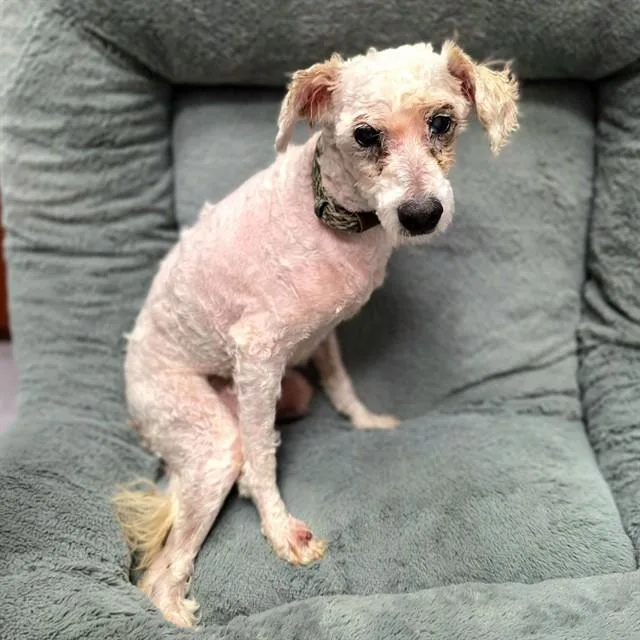 A senior medium-sized male Poodle dog named Snoopy Chepo for adoption in Long Beach, CA