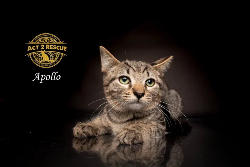 A young medium-sized male Domestic Short Hair cat named Apollo for adoption in Riverside, CA