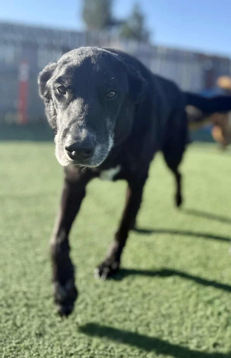 A senior large-sized female Black Labrador Retriever dog named Kezar for adoption in Petaluma, CA