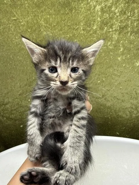 A baby small-sized female Domestic Short Hair cat named Nancy for adoption in Riverside, CA