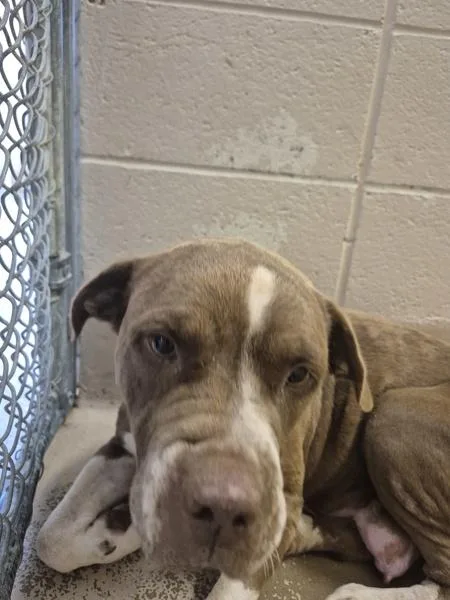 An adult large-sized female Pit Bull Terrier dog named Nc Cream Cheese for adoption in Lawrenceville, GA