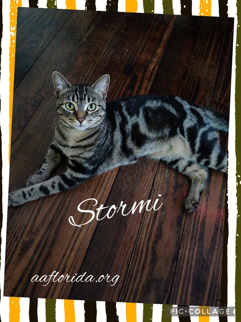 A young medium-sized female Tabby cat named Stormi for adoption in Pensacola, FL