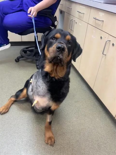 An adult large-sized male Mixed Breed dog named Cesar for adoption in Jacksonville, FL