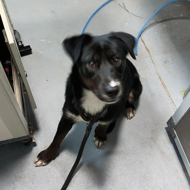 An adult medium-sized female Black Mixed Breed dog named Margaritaville for adoption in Aldie, VA