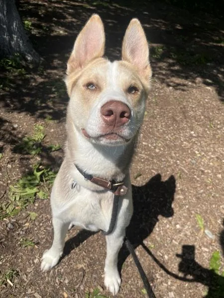 A young large-sized male Siberian Husky dog named Wemby for adoption in Stratham, NH