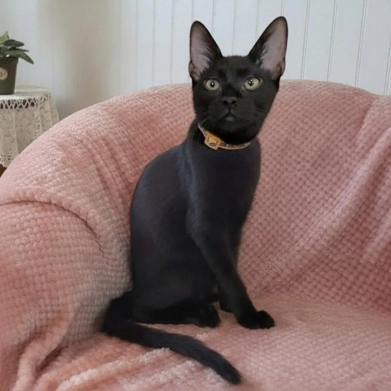 A young medium-sized male Burmese cat named Radio for adoption in Knoxville, TN