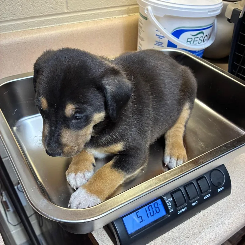 A baby medium-sized male Black Australian Cattle Dog / Blue Heeler dog named Groot for adoption in Danville, KY