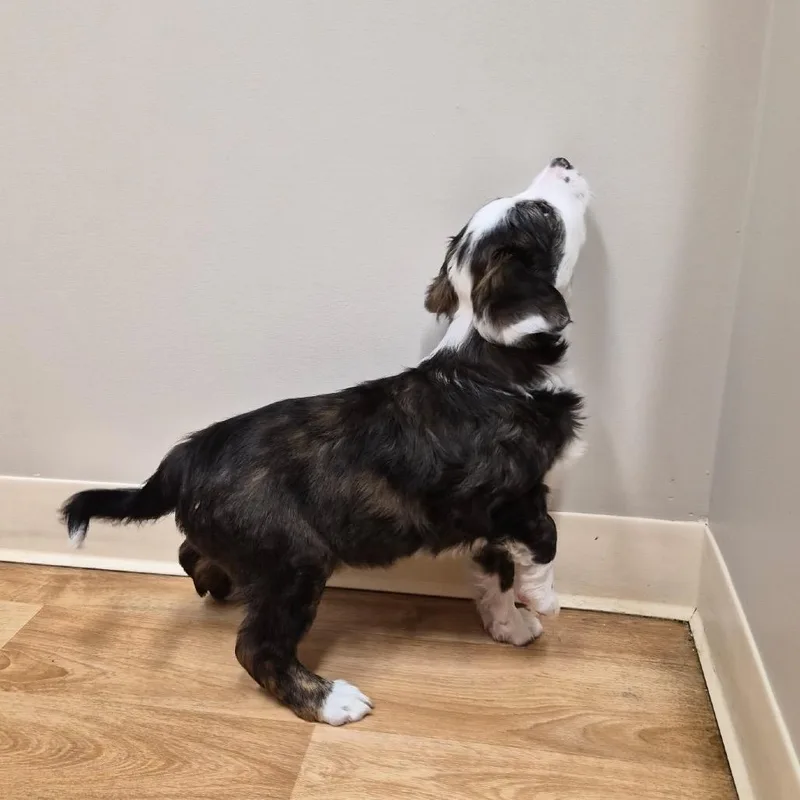 A baby small-sized female Mixed Breed dog named Beatrice for adoption in Woodstock, IL