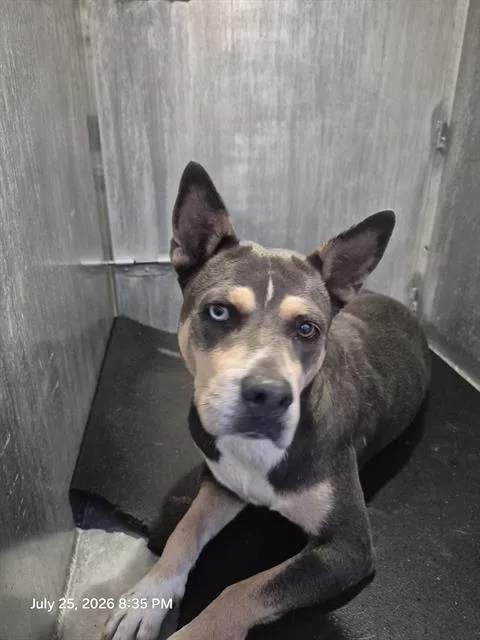 An adult medium-sized female American Staffordshire Terrier dog named Queenie for adoption in San Antonio, TX