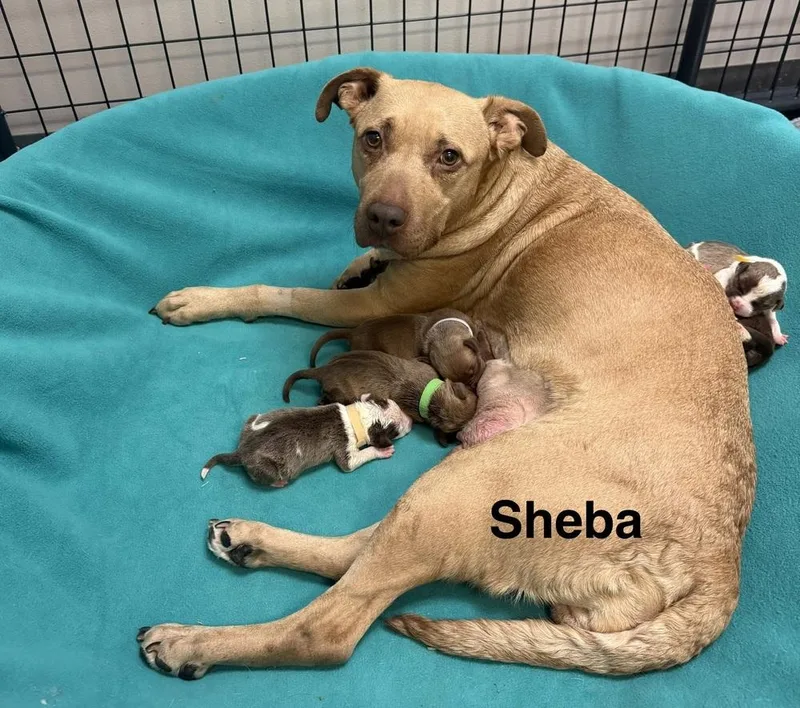 An adult medium-sized female Yellow / Tan / Blond / Fawn Mixed Breed dog named Sheba for adoption in Clinton Township, MI
