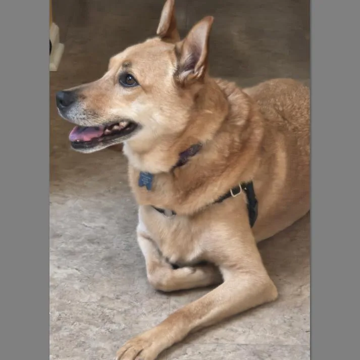 A senior medium-sized female Red / Chestnut / Orange Carolina Dog dog named Lexi for adoption in Corvallis, OR