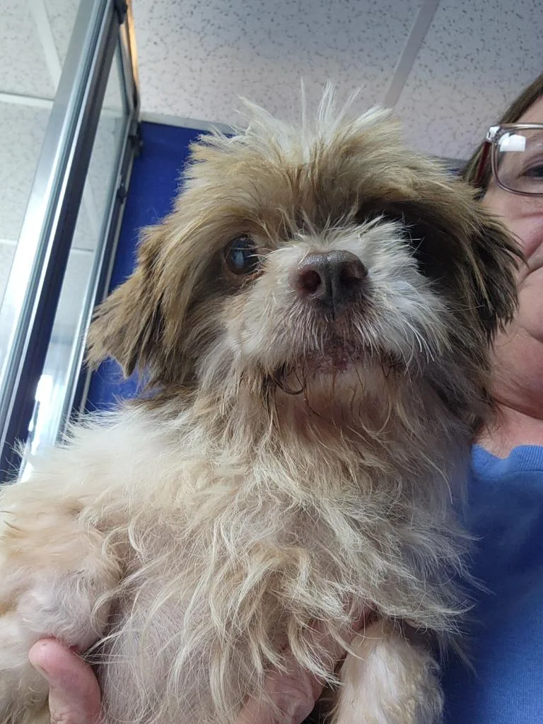 An adult small-sized male Shih Tzu dog named Bane for adoption in Walnutport, PA
