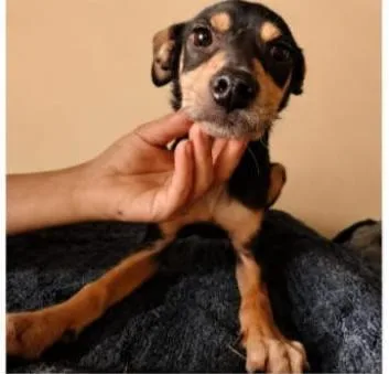 A young small-sized male Black Chihuahua dog named Benji for adoption in Chula Vista, CA