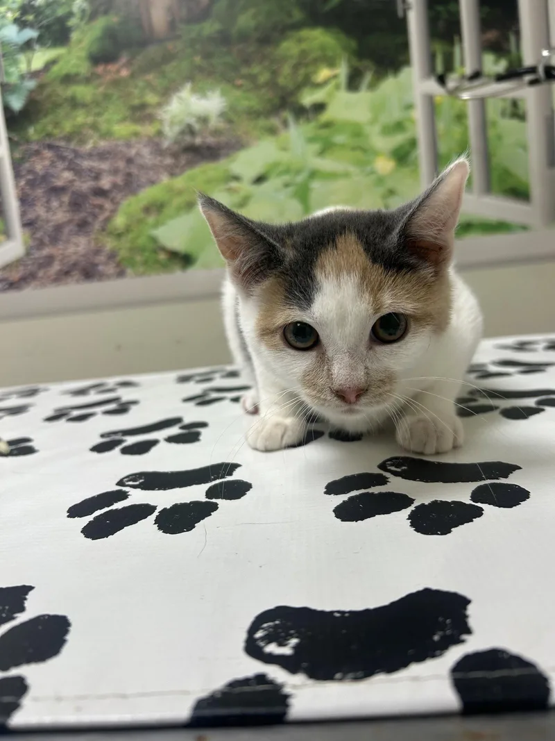 A baby medium-sized female Domestic Short Hair cat named Willow for adoption in Lancaster, PA