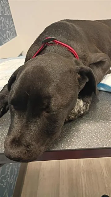 A young large-sized male Labrador Retriever dog named Alexander for adoption in San Antonio, TX