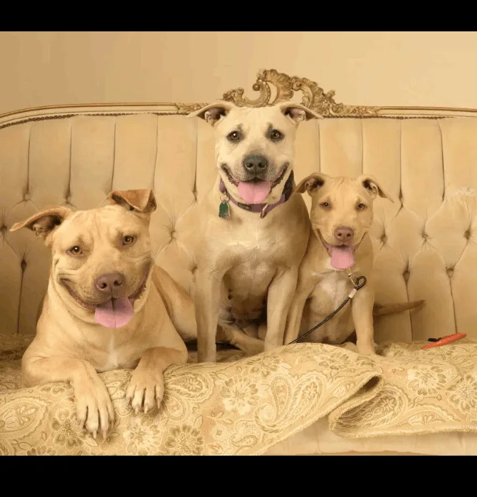 Susie And Goose Bonded thumbnail 3