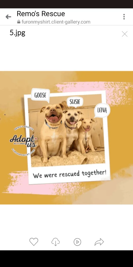 Susie And Goose Bonded thumbnail 4