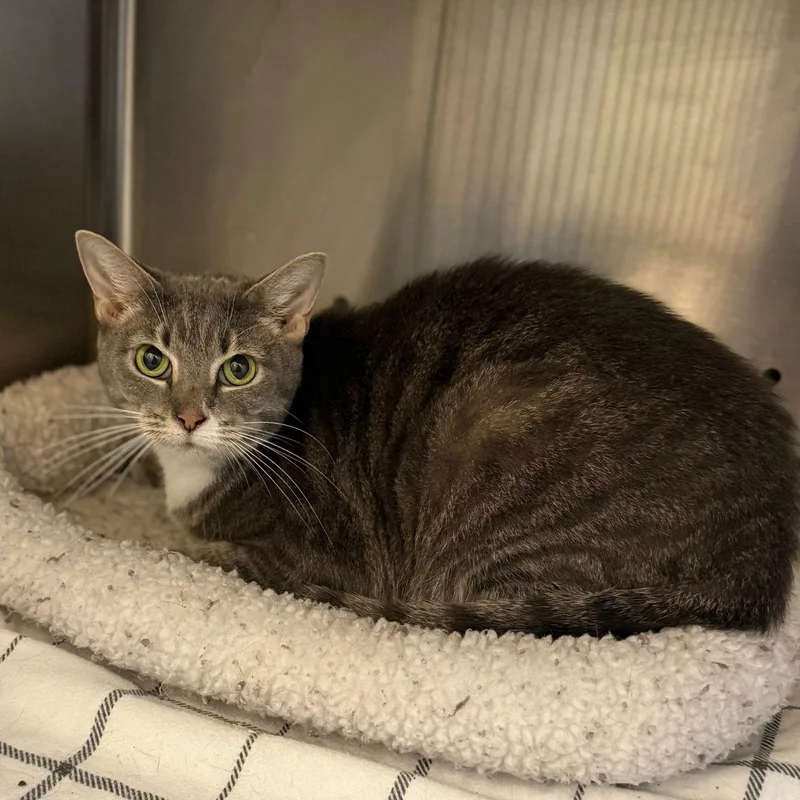 An adult medium-sized female Domestic Short Hair cat named Coraline for adoption in Baldwin, MD