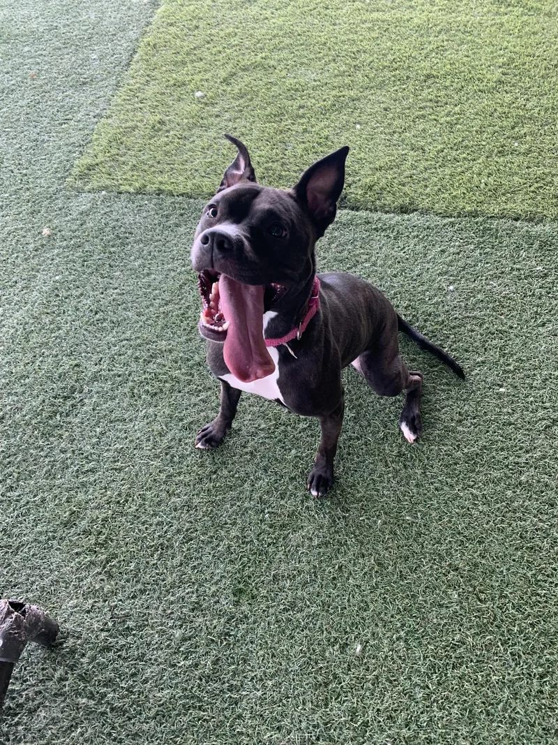 Looney Tunes thumbnail 2